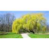 Vivaio di Castelletto Salice piangente scarlatto giovane pianta Salix x sepulcralis erythroflexuosa 3 piante in vaso H 110/140 cm Vivaio di Castelletto