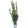 Vannucci Piante - Laurus nobilis, Alloro, Cespuglio, Pianta vera in vaso, Pianta da siepe, Pianta da terrazzo