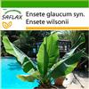 SAFLAX - Grande banano delle nevi - 10 semi - Con substrato - Ensete glaucum syn. Ensete wilsonii