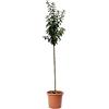 KENTIS - Pianta di Nespolo - Mespilus Germanica - Piante Vere da Esterno - Alberello da Frutto Ornamentale da Giardino - Vaso Ø 28 cm