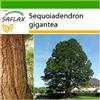 SAFLAX - Sequoia gigante - 50 semi - Con substrato - Sequoiadendron gigantea
