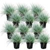 exotenherz Blue fescue grass - Festuca glauca - 9cm pot 12 Pflanzen