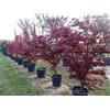 Vivaio di Castelletto Acero rosso giapponese Acero palmatum Fireglow FG1 pianta in mastello ø40 cm h. 120/140 cm Vivaio di Castelletto