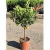 Generico Calamondino in Vaso Ø20 cm - Agrume Ornamentale e Fruttifero - Prodotto in Sicilia dal Vivaio uJardinu - Pianta da Interno o Esterno, Sempreverde e Resistente
