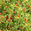 Generic Black Pequin Chilli/Chilli Pepper Seeds, Capsicum Annum - Very Hot From! (30): Package Contains Seeds