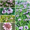 Generic semi di verbena tappeto strisciante di campo perenni resistenti, verbena tappeto, selvatiche, giardino balcone 300pcs