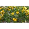 SVI Tagetes Lemmonii (di Lemmon Marigold) nana gialla 300 Seeds