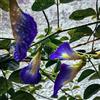 Generic semi di pisello farfalla, esotici, biologici Clitoria ternatea, giardino roccioso sono resistenti 500pcs
