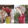 Generic Portal Cool 20 Semi Freschi Sarracenia (18 ottobre) Flava Joanna X leucophylla Red Tubo