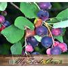 Generic (20), Saskatoon Berry, Service Seeds - Amelanchier alnifolia - Combinato S & H