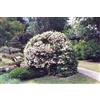 Generico Vivaio Garden Forest Viburnum Opulus Roseum Palla di Neve - Pallon di Maggio, Vaso 24 cm, H 40-50 cm, Arbusto Ornamentale Fiorito da Giardino