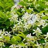 Generic Semi di gelsomino stellato - da balcone da giardino roccioso rampicanti a crescita rapida vecchie varietà semi di serre 50pcs