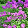 Bloomique - Set da 3 pezzi - Phlox Paniculata Laura - Phlox - Piante da giardino - Resistente - Altezza 10 - 20 cm - Vaso 9 x 9 cm