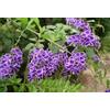 SVI Duranta repens Erecta Geisha Girl, albero arbusto 20-500 Semi, navi dagli Stati Uniti!