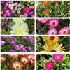 Generic delosperma - semi balcone con semi balcone resistenti 400pcs