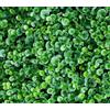 Generico dichondra repens conf. da 2 kg (oppure 2 conf. da kg. 1,oppure 4 conf. da gr.500) a seconda della disponibilita'