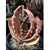 Generic Rara Aloe Acleata V CROUSIANA Graines de plantes exotiques succulentes Agave Hardy, 100 grani