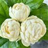 Generic semi di gelsomino profumati, primavera giardino da balcone a precoce 300pcs