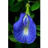 SVI Clitoria ternatea singolo blu | Pea farfalla | 20_seeds