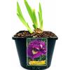 POWERS TO FLOWERS - IRIS GERMANICA LILLA DOUBLE STANDARD, VASO 14CM DIAMETRO, pianta vera
