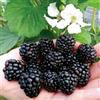 Vivaio di Castelletto Mora More senza spine Rubus fruticosus frutti di bosco pianta in vaso 9x9 cm Vivaio di Castelletto