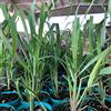 AMAZONSEEEDS 1 PIANTA DI CITRONELLA, 20-30CM, ANTIZANZARE NATURALE,Cymbopogon citratus,