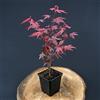 Vivaio di Castelletto Acero rosso giapponese Acero palmatum Fireglow FG1 pianta innestata in vaso 2 litri Vivaio di Castelletto