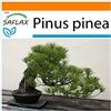 SAFLAX - Garden in the Bag - Pino marittimo - 6 semi - Pinus pinea