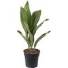 GardenersDream Pianta di ghisa Aspidistra Elatior Piante da interno sempreverdi alte ed esotiche.