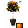 POWERS TO FLOWERS - LANTANA CAMARA ALBERELLO, ALTEZZA 70-80 CM, pianta vera