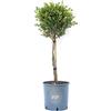 Vannucci Piante - Buxus microphylla 'Faulkner', Bosso, Pianta da terrazzo, Pianta formata, Mini alberetto