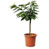 KENTIS - Pianta di Ciliegio Garden Bing Nano - Prunus Avium - Piante Vere da Esterno - Piccolo Alberello da Frutto per Giardino Ciliegia - Vaso da Coltura Ø 24 cm