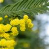 Generic Semi di Mimosa pudica, regali da giardino per le donne di mimosa, semi di d'appartamento giardino di da balcone resistenti 30pcs