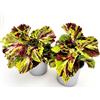 POWERS TO FLOWERS - COLEUS PICASSO, VASO 14CM DIAMETRO, 2 PIANTE, piante vere