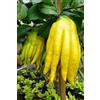 Generico CITRUS LEMON MANO DI BUDDA -10 SEMI FRESCHI