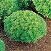 Generic 150 NANI semi di basilico GRECO 2018:Seeds