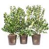 vannucci piante Ligustrum texanum, Ligustro, Pianta vera in vaso Vannucci Piante, Pianta da terrazzo (cod. 6) (3x)