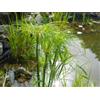 Generic Reale Papiro, Cyperus Papyrus, semi freschi, Eye-catcher Allo stagno 20 Semi