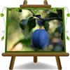 EURO PLANTS VIVAI Prugna Nera di Drò pianta da frutto su vaso da 24 cm Altezza 160-180 cm - Età 4 anni