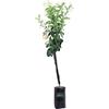 eGarden.store pianta di limone albero di limone in vaso pianta vera di limone da mangiare età 2 anni venduta da eGarden.store (meyer)