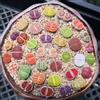 Generic 600 pz semi di lithops resistenti per da giardino vere