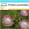 SAFLAX - Confezione regalo - Protea re - 5 semi - Protea cynaroides