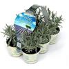 Amori e aromi 6 piante aromatiche (Lavanda) per cucinare, per realizzare il tuo orto sul balcone e profumare gli ambienti