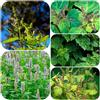 Generic semi di patchouli, biologici, selvatici perenni resistenti, pogostemon cablin, luoghi soleggiati da giardino roccioso 200pcs