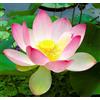 Generico 12 Semi di Loto Sacro (Nelumbo nucifera) - Pianta Acquatica Ornamentale - Fiore Esotico per Laghetti, Stagni e Vasi Acquatici