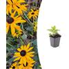 Plantenboetiek.nl Rudbeckia fulgida 'Goldsturm' | 6 stuks - 10-25cm - Ø9cm - Pianta da giardino