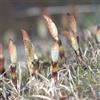 Generic 200 pz Semi di Equisetum Arvense - Equiseto decorazione del giardino per esterno Semi di Equisetum japonicum - Regali insoliti per tetti verdi semi di balcone in serra regali sostenibili