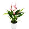 exotenherz Piccolo fiore di fenicottero Anthurium andreanum Baby Anthurie Mini Pianta 7 cm Vaso a fiore piccolo rosa Lilli