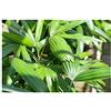 Seeds & Plants Shop by Ipsa Pezzi - 10x Rhapis Excelsa Taiwan Steckenpalme Giardino Piante - Seme ID434 - Seeds & Plants Shop by Ipsa
