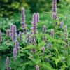 Generic semi di ortica profumati, vecchie varietà Agastache foeniculum, verdi di selvatiche giardino prodotti sostenibili 250pcs